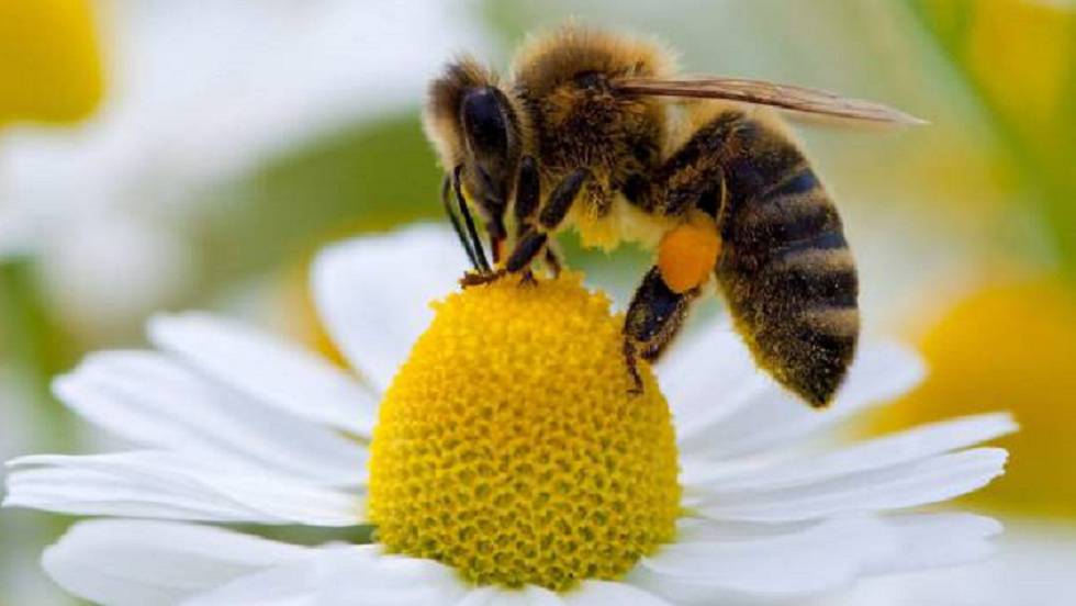 Las abejas parecen comprender el concepto de "cero"