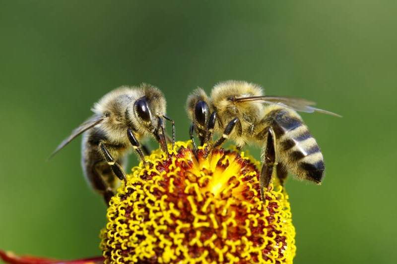 El GPS de las abejas