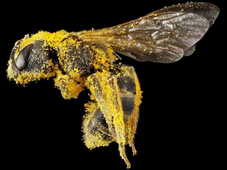 ¿Qué papel juegan las abejas en la polinización?