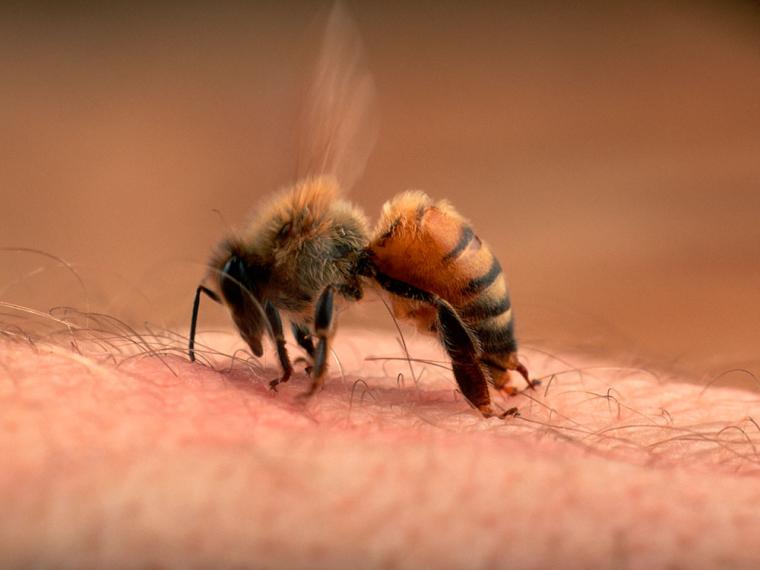 ¿Hay personas inmunes a las picaduras de abejas?