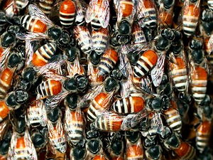 Las abejas inspiran un programa informático