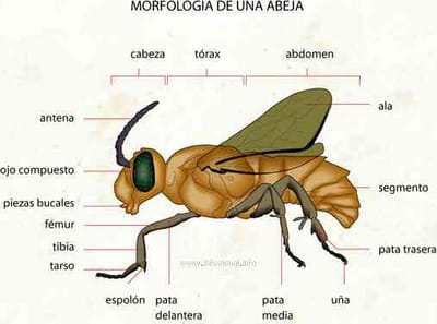 Morfología de las abejas image
