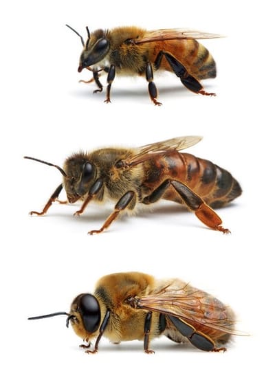 Casta de las abejas. image