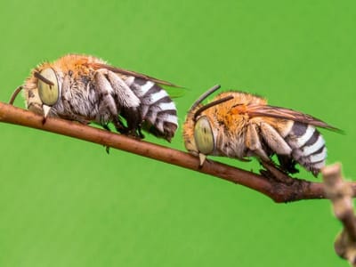 ¿Duermen los insectos?