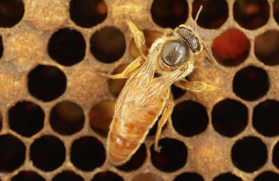 Así vacunan las abejas reina a las crías de la colmena