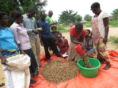 Appui à la Commercialisation des produits Agricoles image