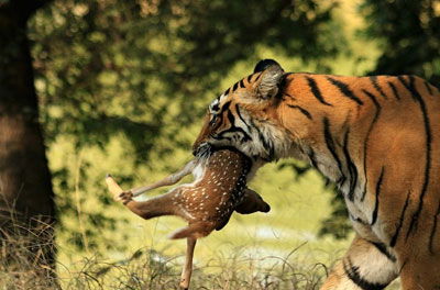 Ranthambore National Park