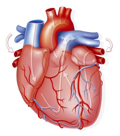 El corazón