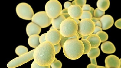 Qué es el Candida auris, el misterioso hongo resistente a los medicamentos que se expande por el mundo (y ya llegó a América Latina)