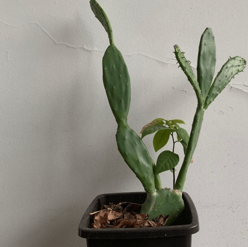 Il s'avère que les cactus ont un tel effet