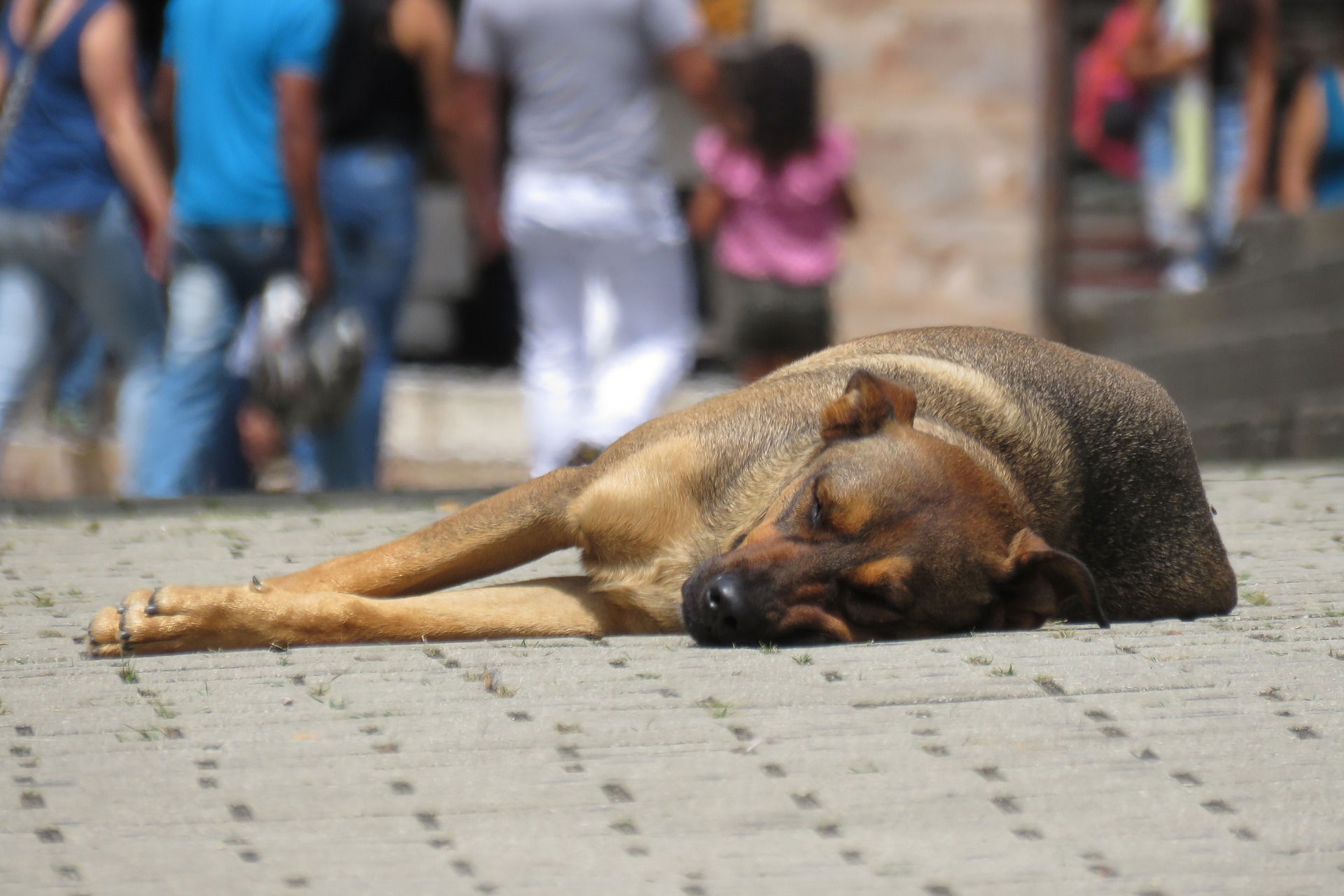 El maltrato animales