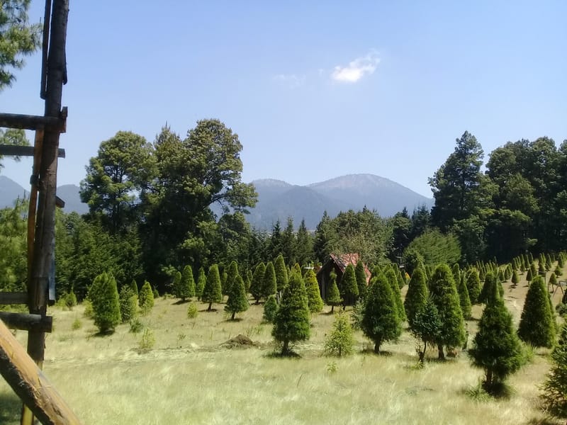 Parque de Pinos "La Loma"