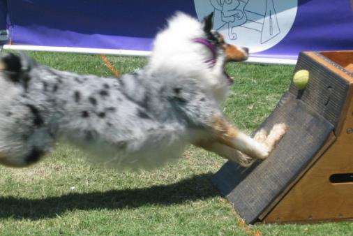 FLYBALL