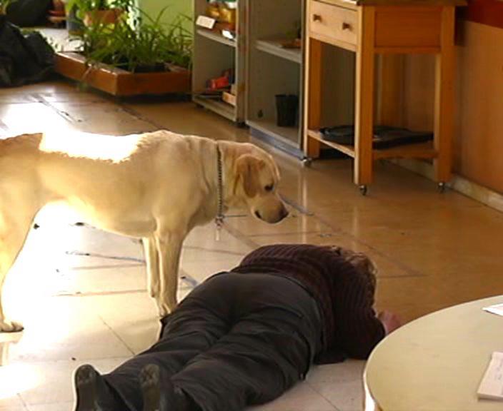 PERRO DE AVISO