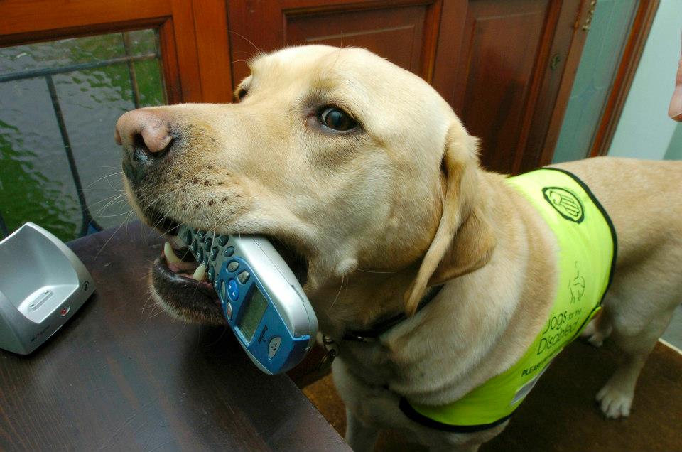 PERRO DE SERVICIO