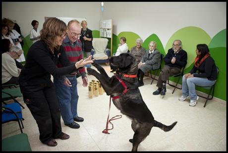 PERRO DE TERAPIA