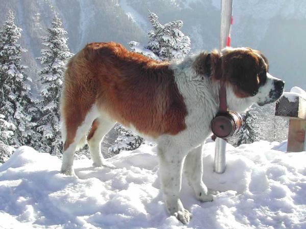 DE AVALANCHA