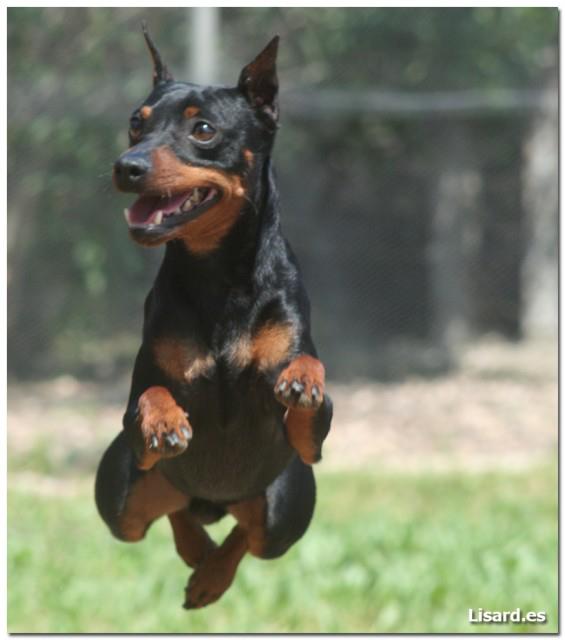 PINCHER