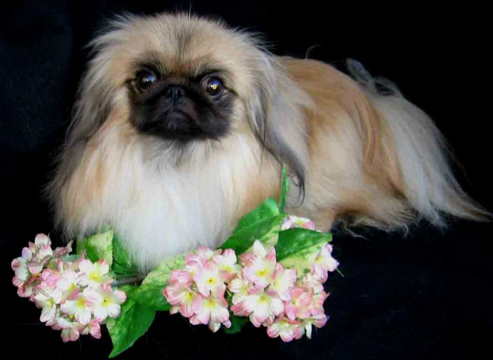 PEKINES
