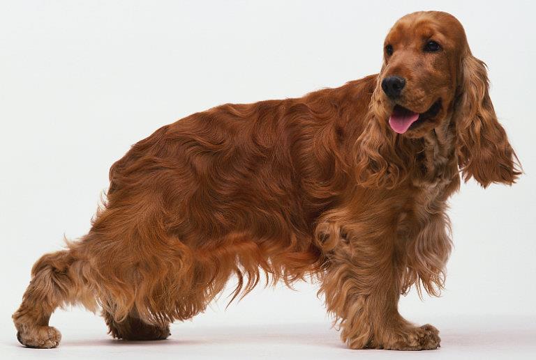 COCKER SPANIEL INGLES
