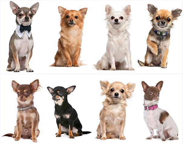 CHIHUAHUA
