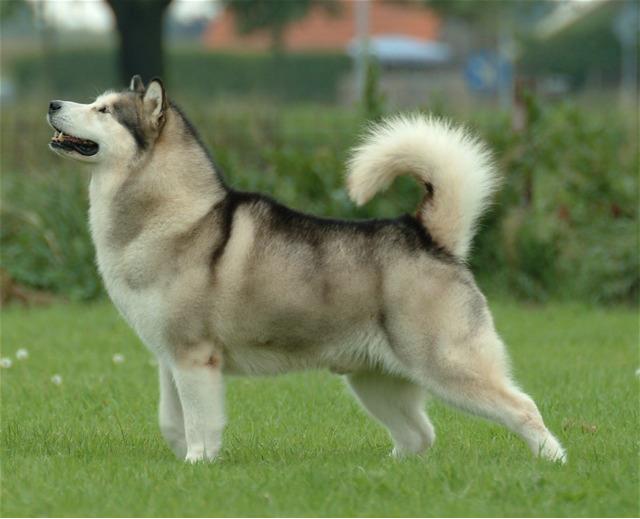 ALASKA MALAMUTE