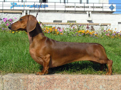 DACHSHUND