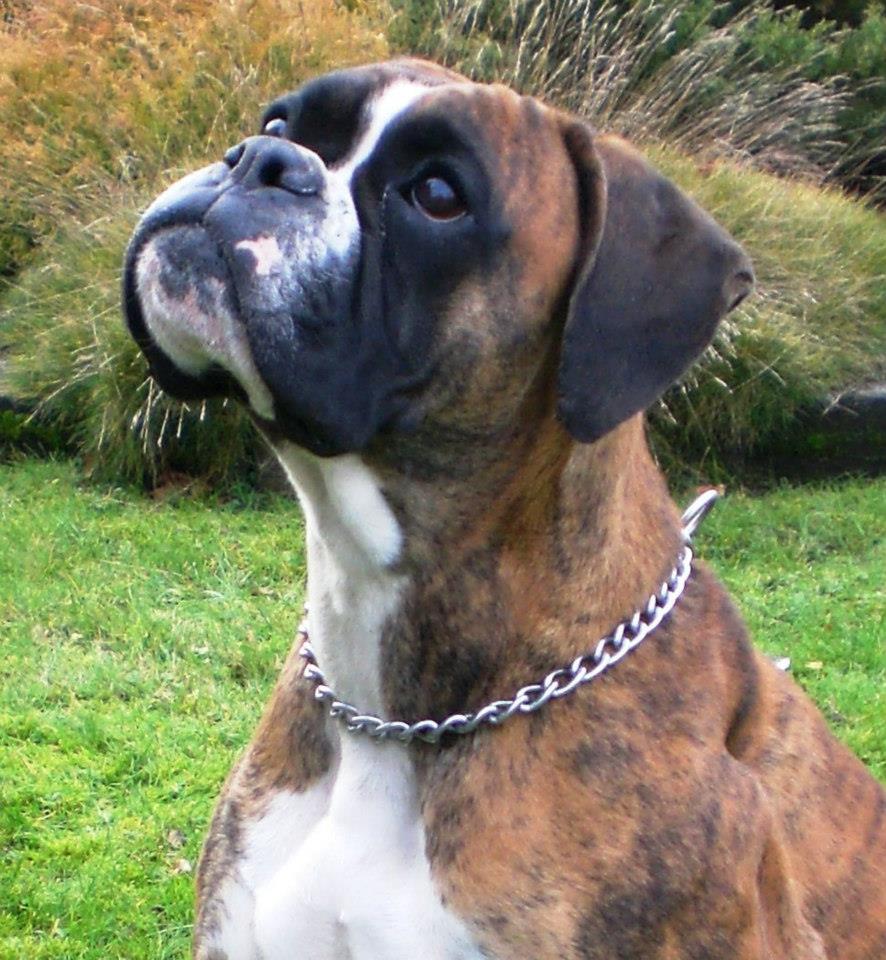 BOXER