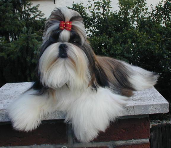SHIH TZU