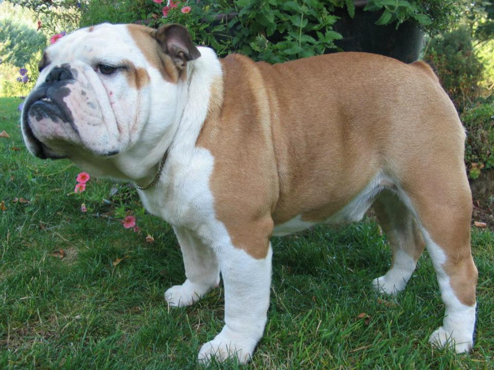 BULLDOG INGLES