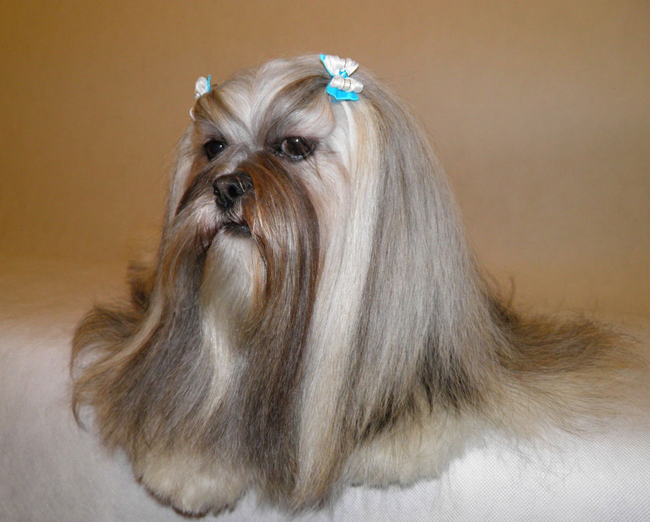 LHASA APSO