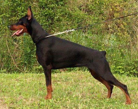 DOBERMAN