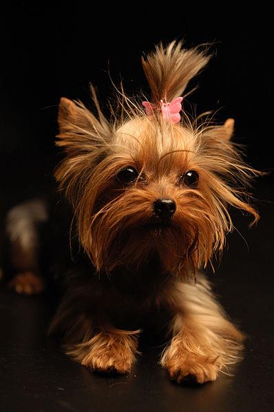 YORKSHIRE TERRIER
