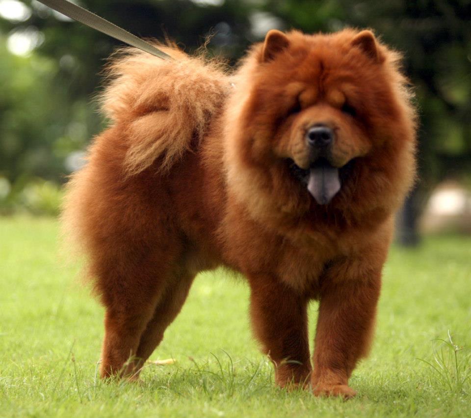 CHOW CHOW