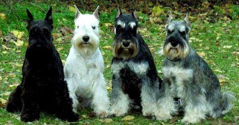 SCHNAUZER MINIATURA