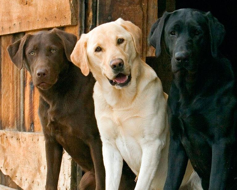LABRADOR RETRIEVER