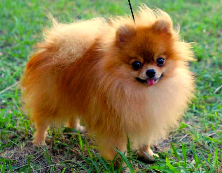 POMERANIA