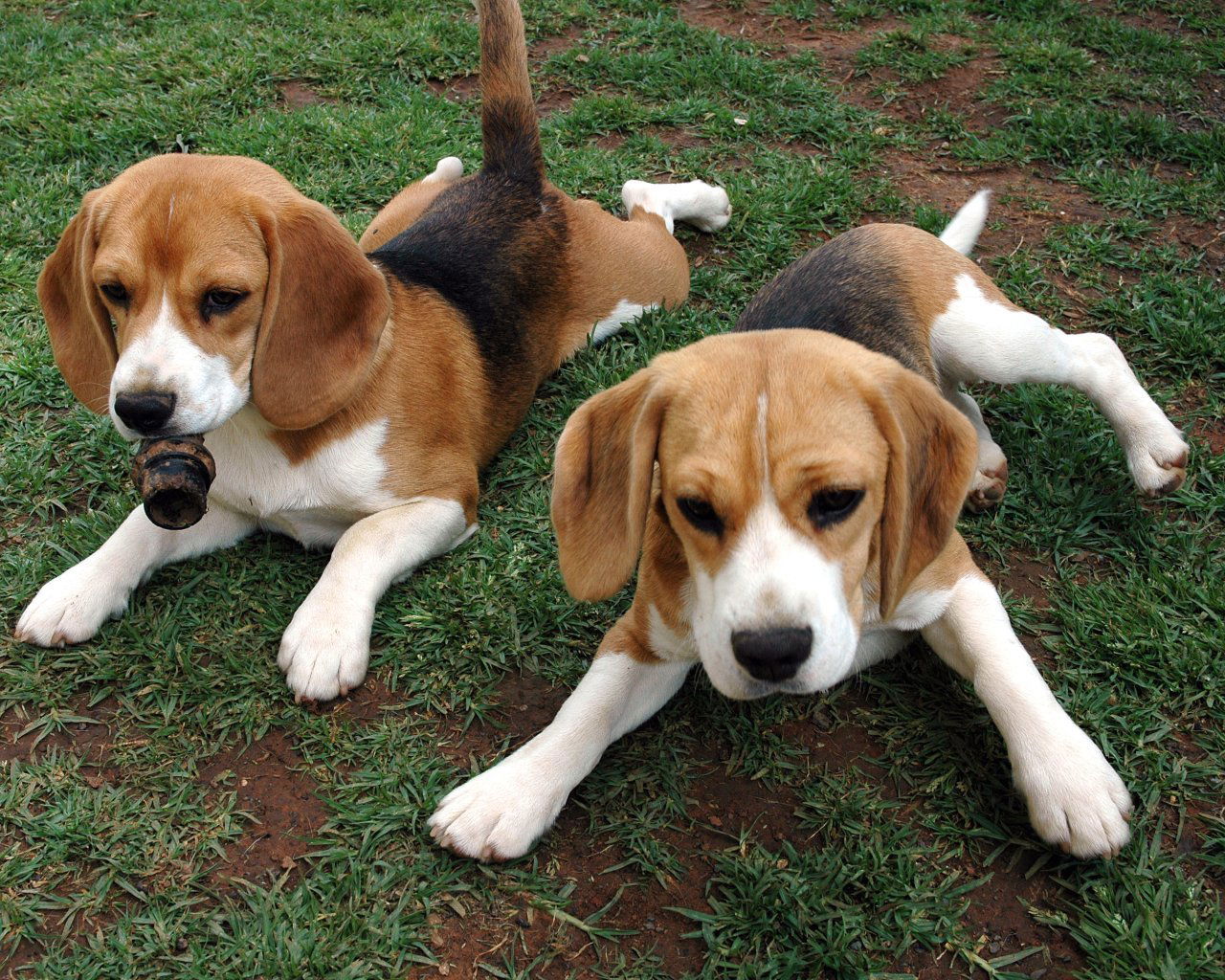 BEAGLE