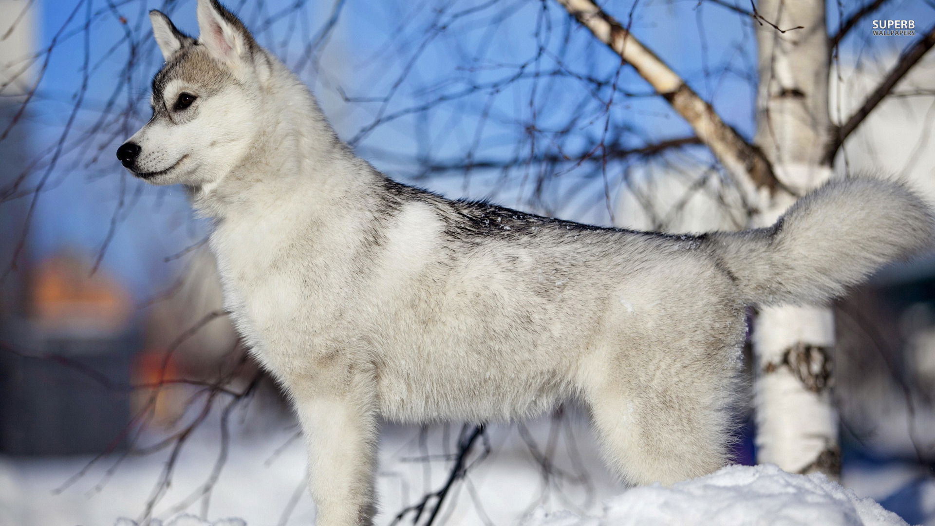 HUSKY SIBERIANO