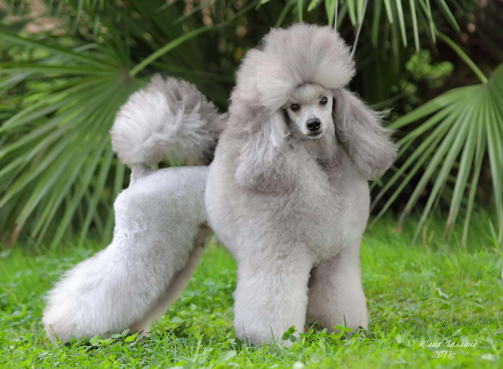 CANICHE O POODLE