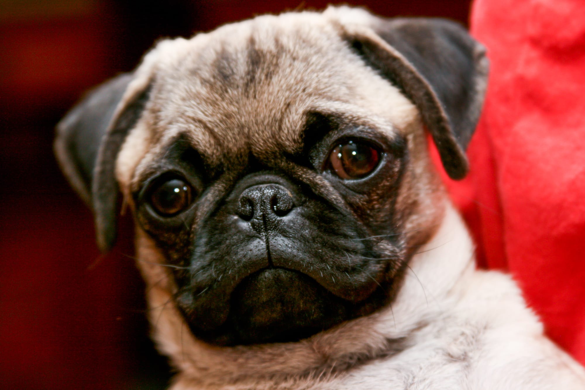 CARLINO O PUG