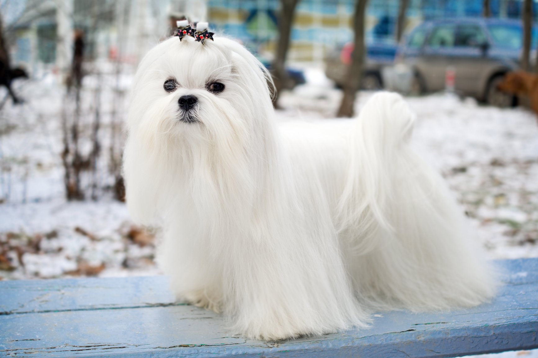 MALTES O BICHON MALTES