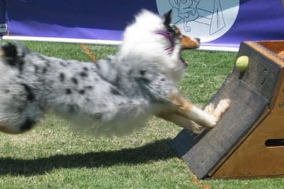 FLYBALL