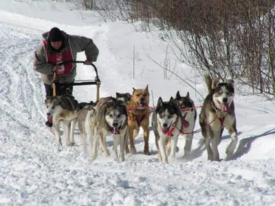 Mushing