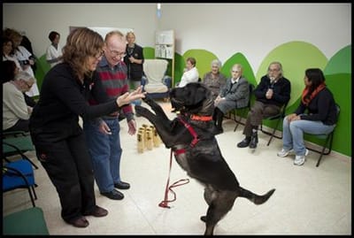 PERRO DE TERAPIA