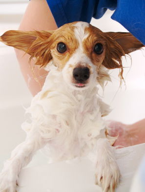 BAÑOS COSMETICOS
