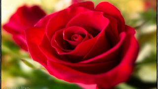 My love is like a red, red rose