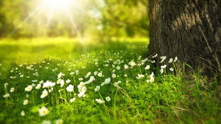 The Green Fields of France