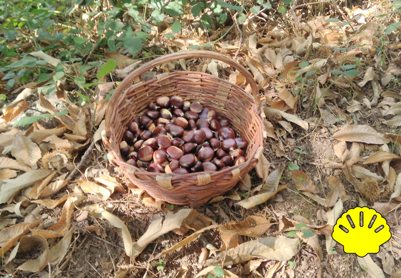 18 Camino Virtual El Camino Francés Mélide a Pedruoso por Paulina