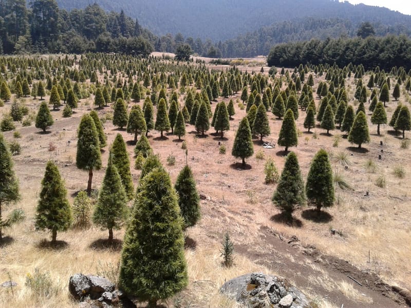 Venta de pinos de navidad